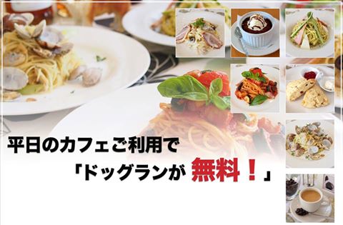 札幌 北海道札幌市のドッグラン ドッグカフェ バーナード スクエア ナイター 芝生 エスプレッソ カフェ スイーツ 床暖 Edy おサイフケータイ ドックラン ドックカフェ