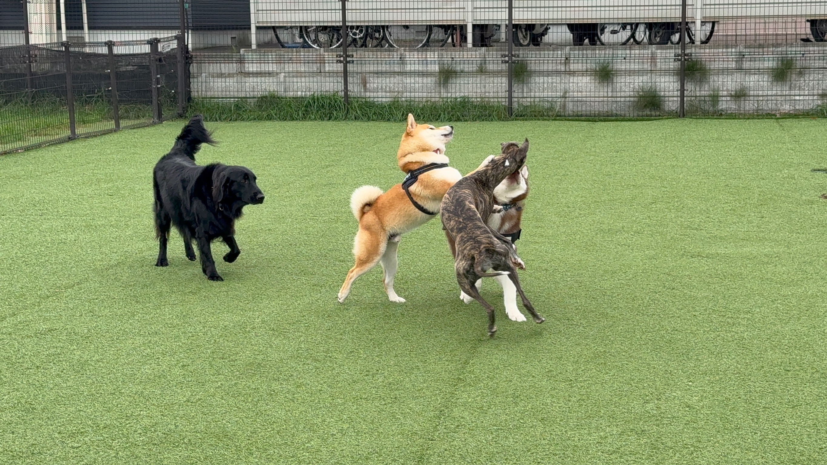 ドッグランで遊ぶ犬たち
