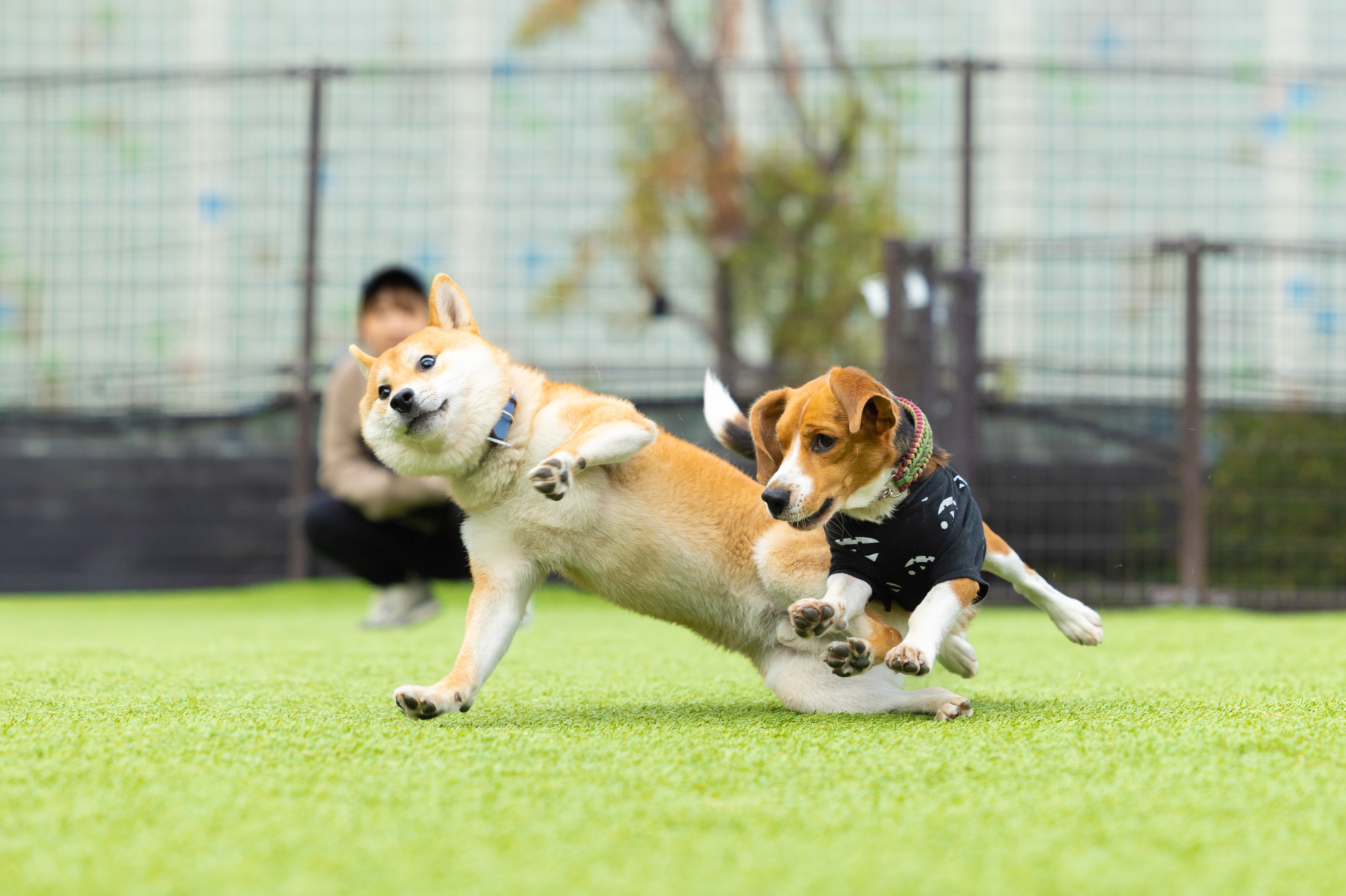 ドッグランで走る柴犬とコーギー